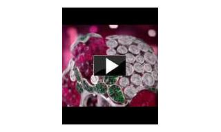 Video - Piaget: Sparkling gemstones evoke fascinating cocktails.